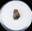 Ankylosaurian or Nodosaurid Tooth - Judith River #14817-1